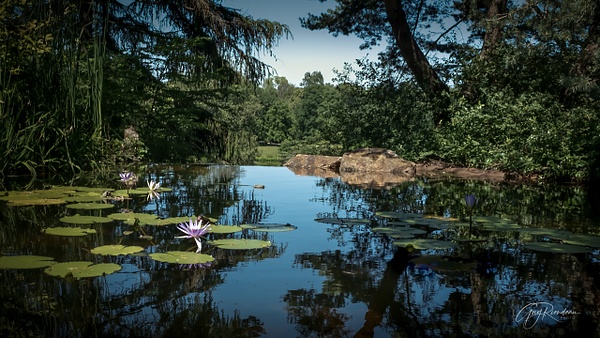 Quiet Lily Pad Pool - Chicago Botanic Garden - Botany - Guy Riendeau Photography