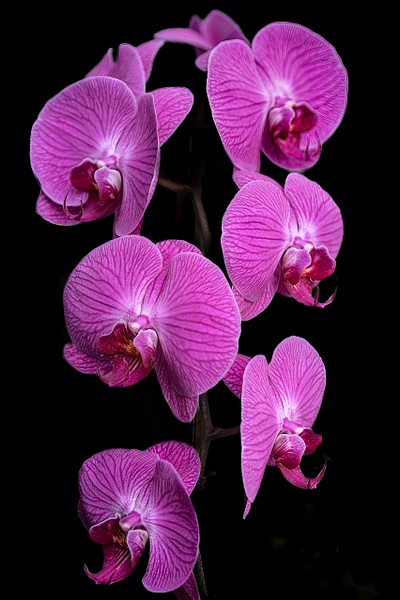 Chicago Botanic Garden Pink Moth Orchid - Botany - Guy Riendeau Photography 