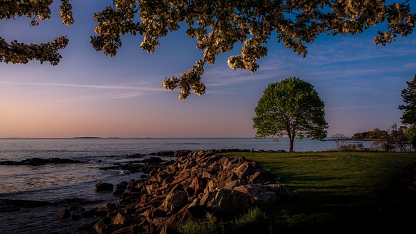 Portsmouth Harbor Tree at Sunrise - Landscapes - Guy Riendeau Photography