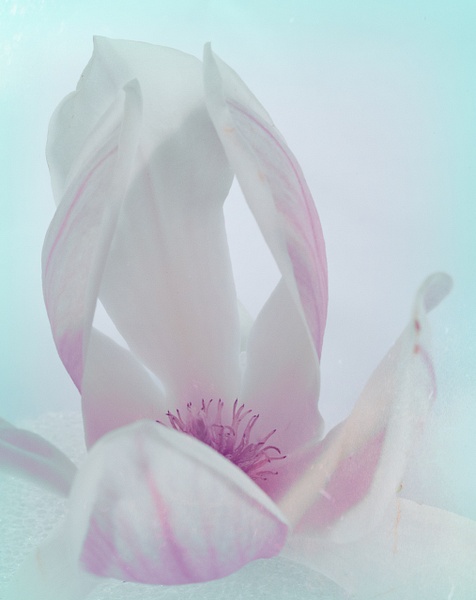 Magnolia - Flowers - That Moment, Click