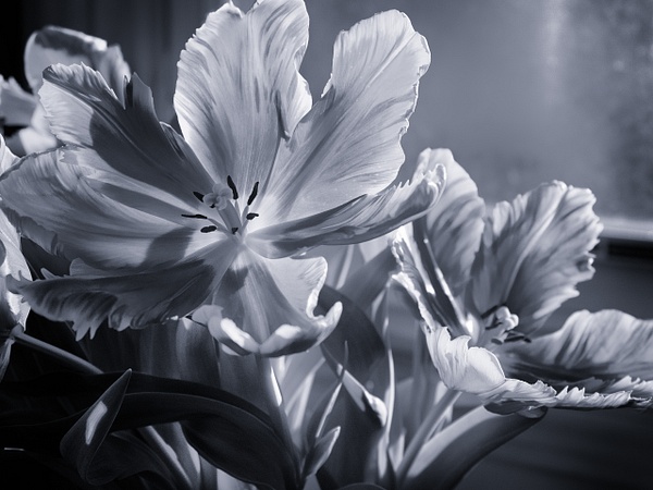 Tulip - Flowers - That Moment, Click