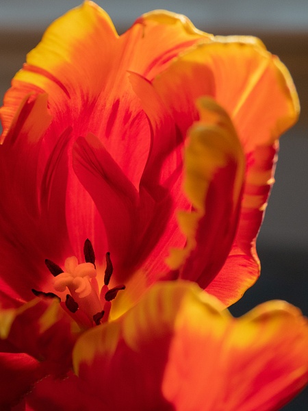 Backlit Tulip - Flowers - That Moment, Click 