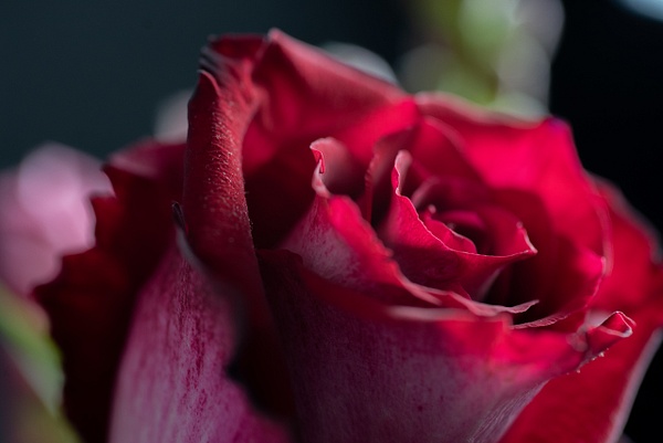 Rose - That Moment, Click – Laura Higle Photography 