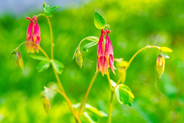 Columbines 2015 - Flowers - That Moment, Click 