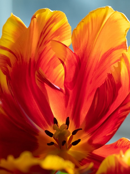 Tulip Back Lit - That Moment, Click – Laura Higle Photography