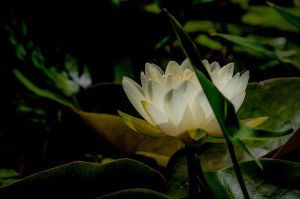 Delicate Lily - Flowers - That Moment, Click