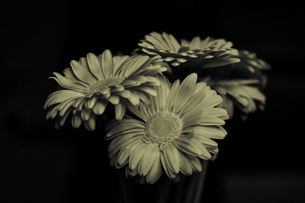 Gerberas Sepia - Flowers - That Moment, Click 