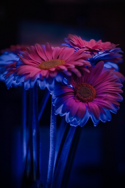Underlit Gerberas - Flowers - That Moment, Click
