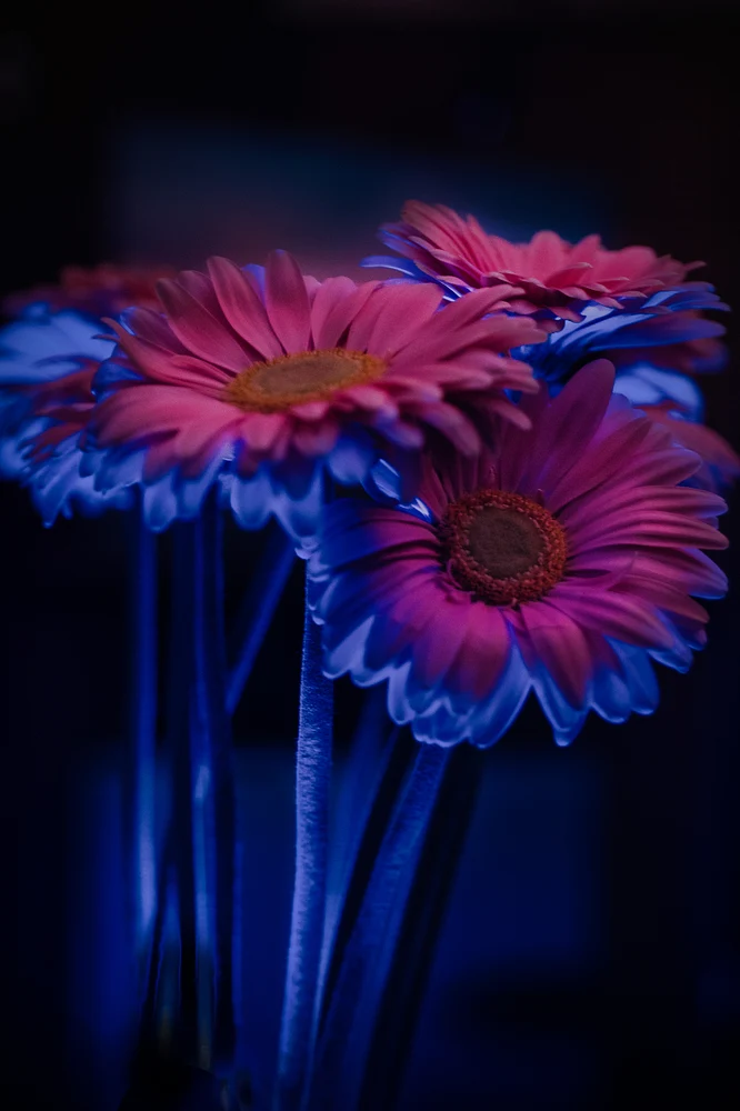_DSC2474-Edit