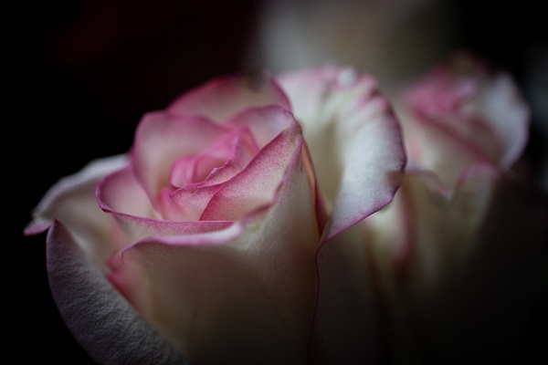 Rose - Flowers - That Moment, Click 