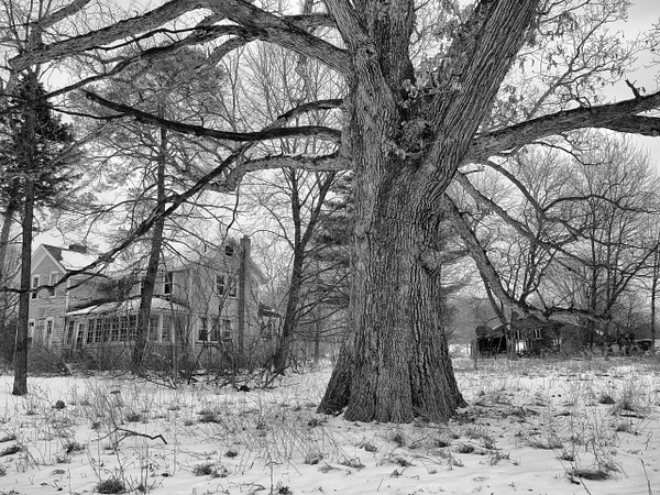 Tree Anchor - 2022 Michigan Barns in Winter - That Moment, Click – Laura Higle Photography