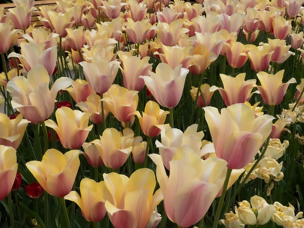 Field of Tulips - Notecards - That Moment Click 