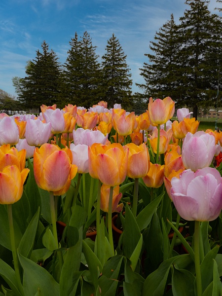 Orange and Pink Tulips - That Moment, Click – Laura Higle Photography 
