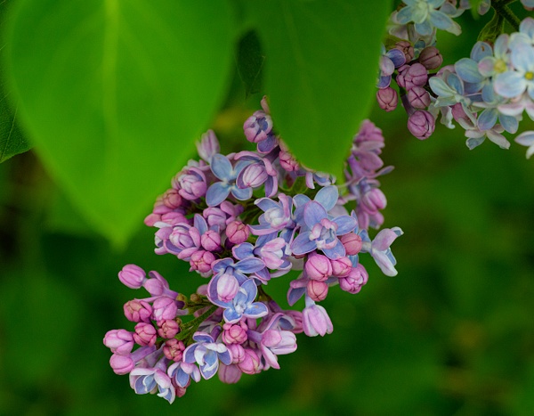 Morning Lilacs - Spring 2023 - That Moment, Click – Laura Higle Photography