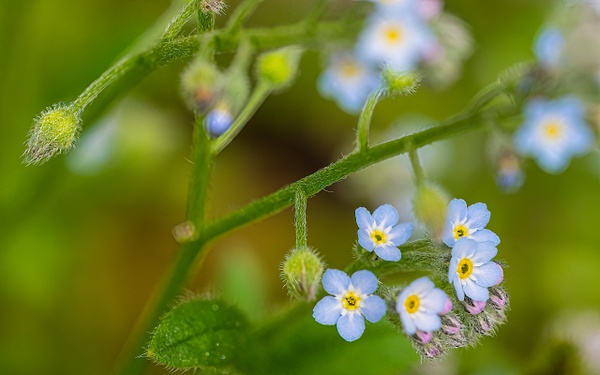Forget Me Nots 2023 - Spring 2023 - That Moment, Click – Laura Higle Photography