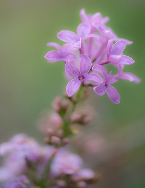 Soft Lilac Color - Spring 2023 - That Moment, Click – Laura Higle Photography