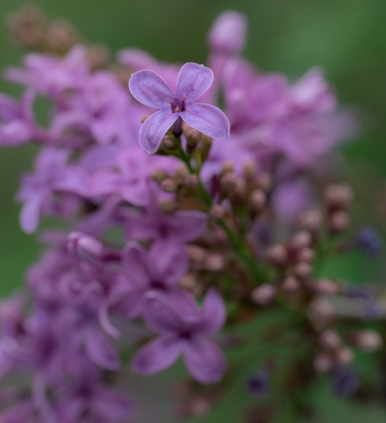 Lilac Reach - Spring 2023 - That Moment, Click – Laura Higle Photography 