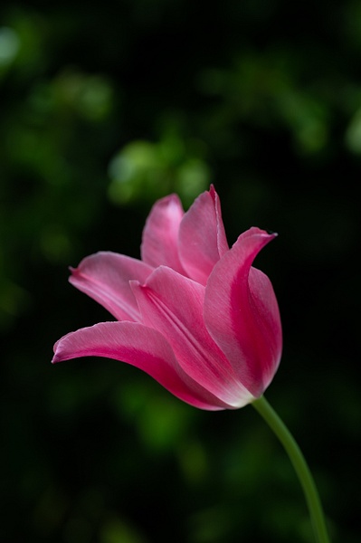 Tulip - Spring 2023 - That Moment, Click – Laura Higle Photography 