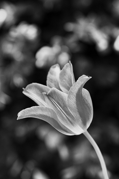 2023 Tulip B/W - Black and White - That Moment, Click 