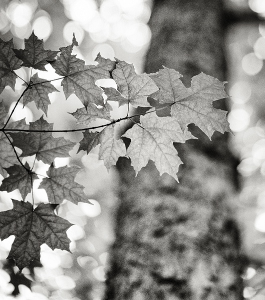 Maple Leafs - That Moment, Click – Laura Higle Photography