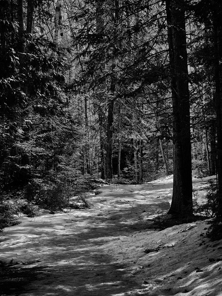 Winter Path 2023 - Black and White - That Moment, Click 