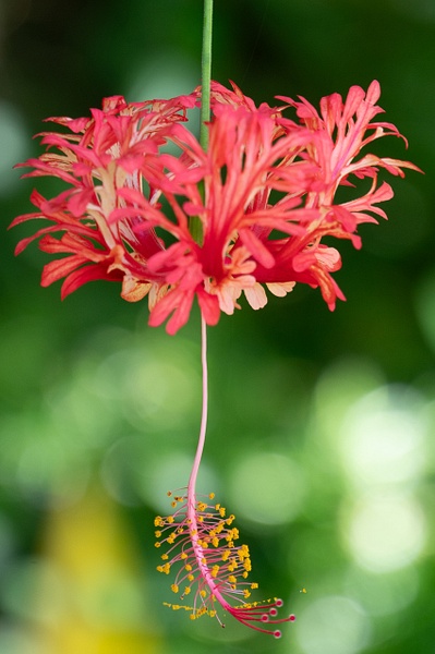 Flower - Hawaii - That Moment, Click – Laura Higle Photography