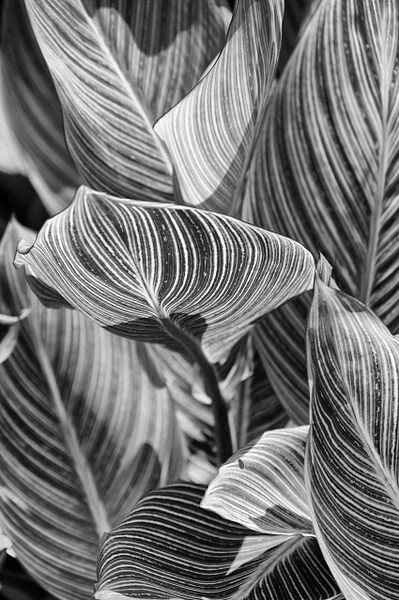 Hawaiian Leaves - That Moment, Click – Laura Higle Photography 