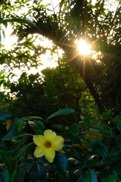 Flower and Sunset - Hawaii - That Moment, Click – Laura Higle Photography