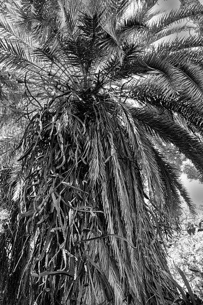 Palm Tree - That Moment, Click – Laura Higle Photography