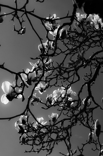 Magnolias B/W - That Moment, Click – Laura Higle Photography
