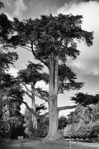Majestic Cypress - That Moment, Click – Laura Higle Photography