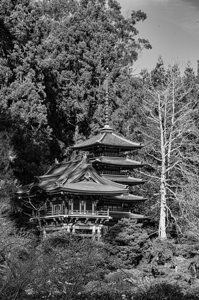 Japanese Tea Garden - That Moment, Click – Laura Higle Photography