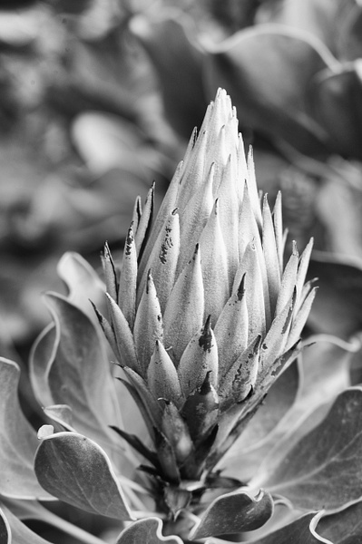 Botanical Garden Flower - That Moment, Click – Laura Higle Photography