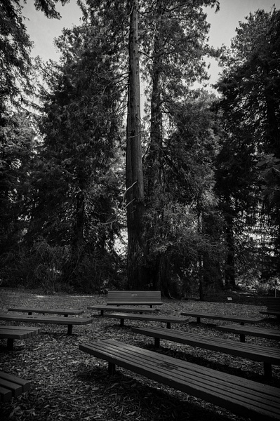 Redwood Grove - Botanical Garden - That Moment, Click – Laura Higle Photography