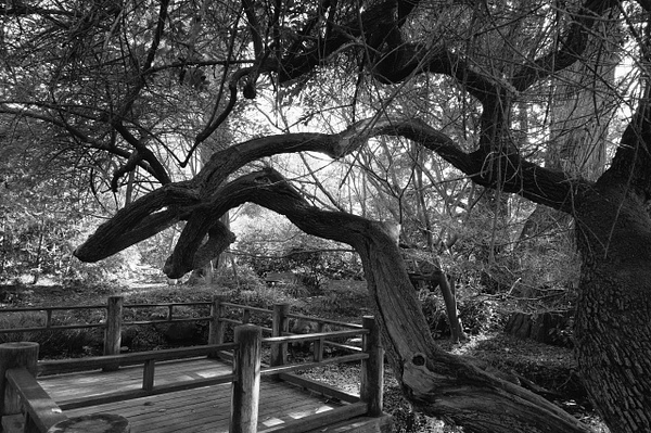 Botanical Garden Overlook - That Moment, Click – Laura Higle Photography