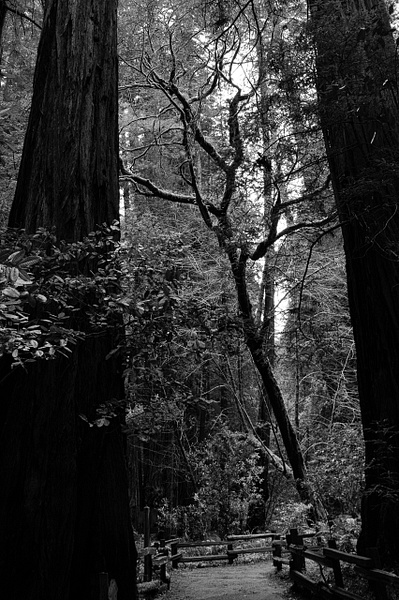 Redwoods #6 - Muir Woods - That Moment, Click – Laura Higle Photography