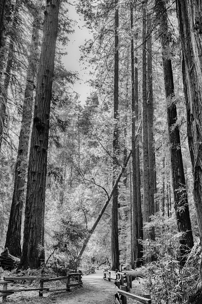 Redwoods #2 - Muir Woods - That Moment, Click – Laura Higle Photography
