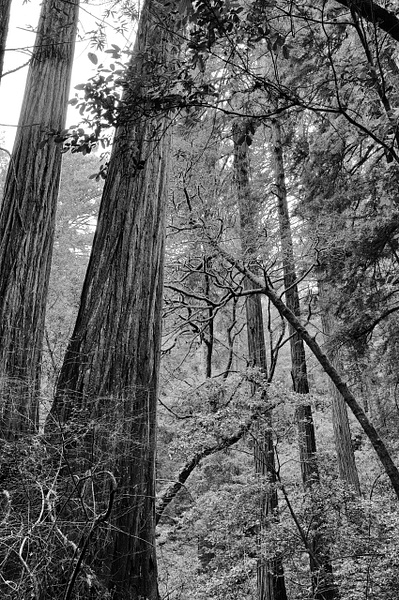 Redwoods #4 - Muir Woods - That Moment, Click – Laura Higle Photography