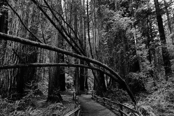 Muir Woods - Redwoods #5 - That Moment, Click – Laura Higle Photography
