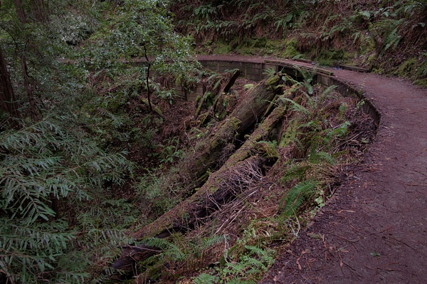 Muir Woods Hillside Trail - That Moment, Click – Laura Higle Photography
