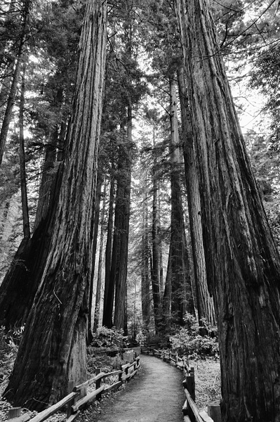 Redwoods #8 - That Moment, Click – Laura Higle Photography