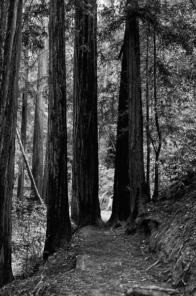 Trail Entrance - That Moment, Click – Laura Higle Photography