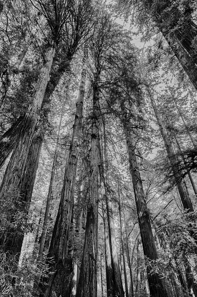 Muir Woods Redwood #7 - That Moment, Click – Laura Higle Photography