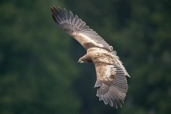 Juvenile Eagle in Flight by Matt Kloskowski