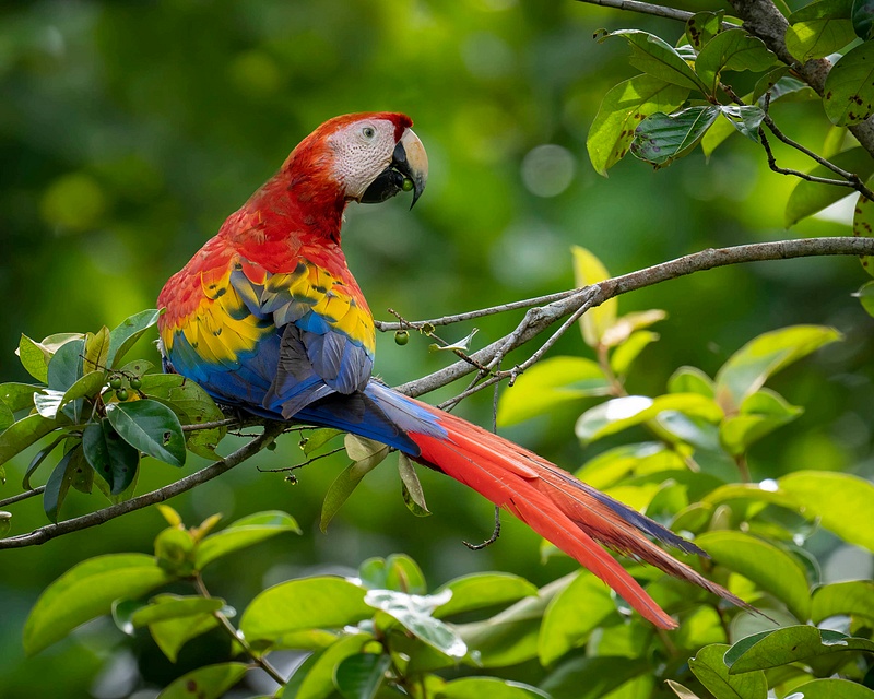 Macaw-2 copy