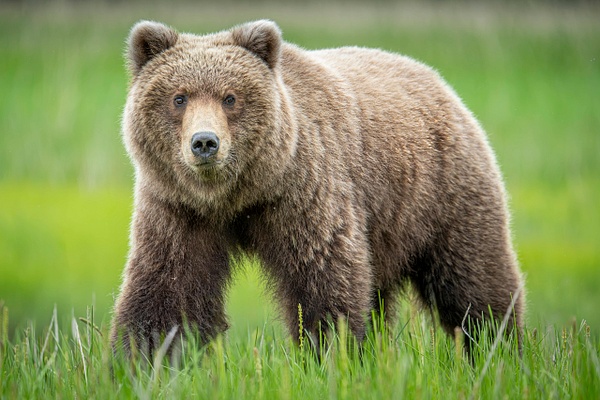 Alaska Bears - Matt Kloskowski