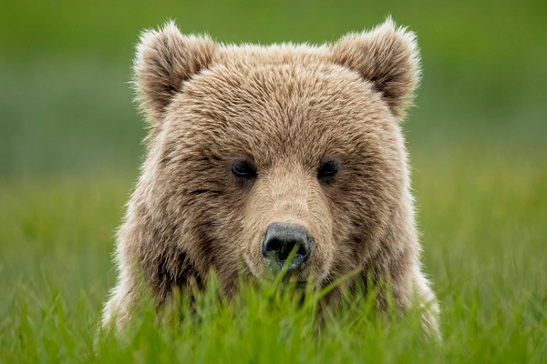 Alaska Bears - Matt Kloskowski