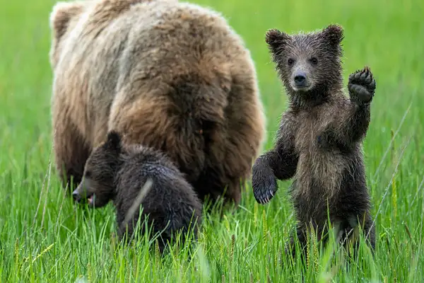 Alaska Bears by Matt Kloskowski