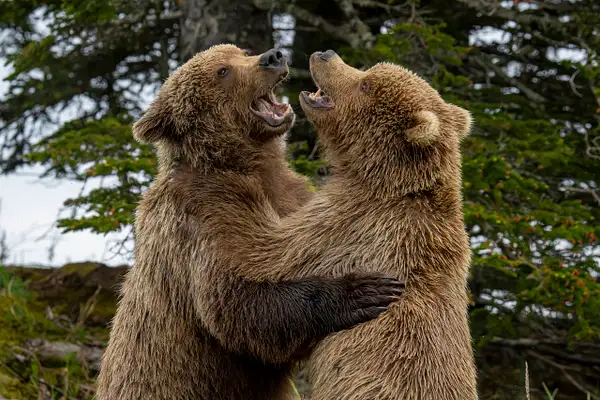 Alaska Bears by Matt Kloskowski
