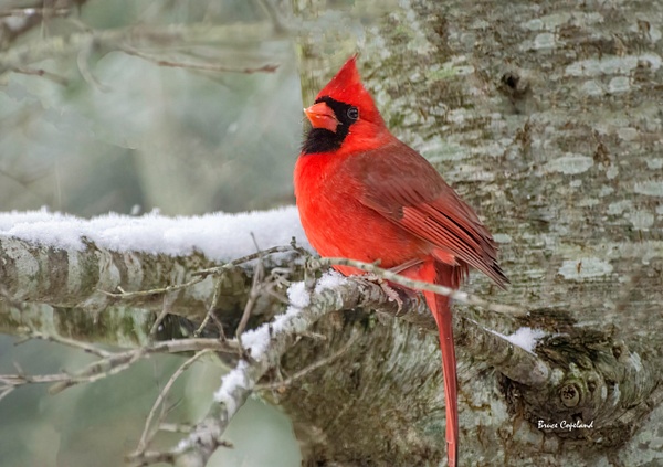BD-10 Northern Cardinal 2 - Bruce Copeland Nature & Landscape Photography